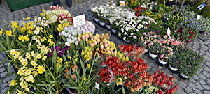 Markt in Feldkirch